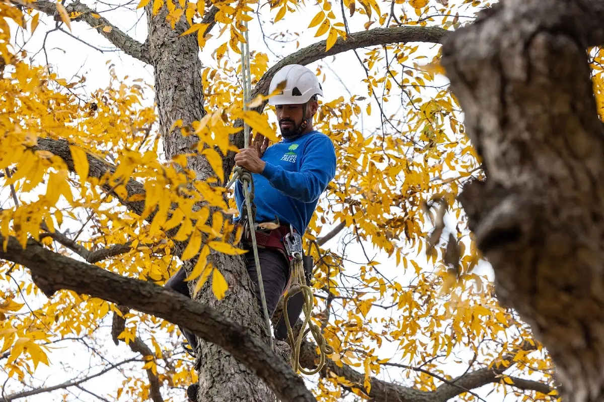 Skilled Dead Tree Removal crew working in Circle