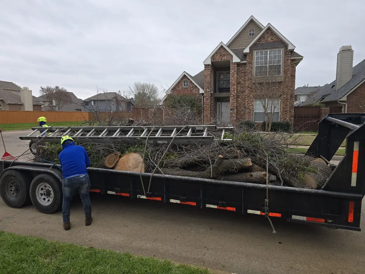 Expert Tree Removal with proper safety equipment in Circle